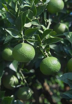 緑のミカン 青空,みかん,緑の写真素材