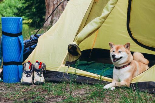 キャンプ場のテントと犬の写真