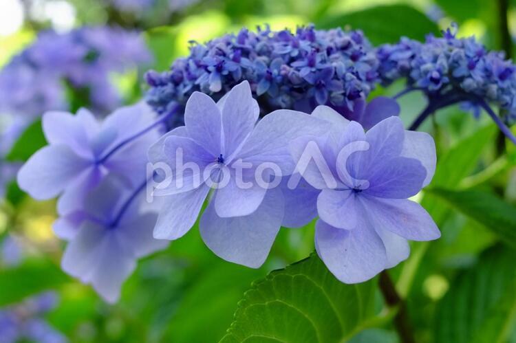 清楚な紫陽花の花 アジサイ,紫陽花,梅雨の写真素材