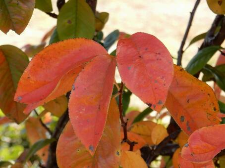 【風景写真】晩秋の風景 紅葉,葉っぱ,晩秋の写真素材