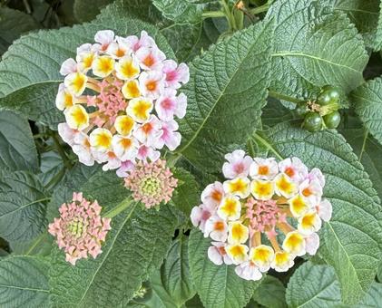 白のランタナ(シチヘンゲ)の花 白のランタナ(シチヘンゲ)の花の写真