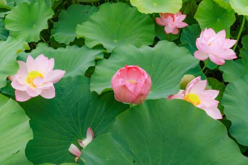 ハス ハス,蓮,不忍池の写真素材