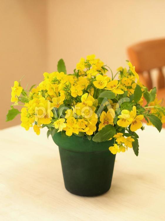 花瓶に入れた春の花、ビオラと菜の花のインテリア ビオラ,菜の花,インテリアの写真素材