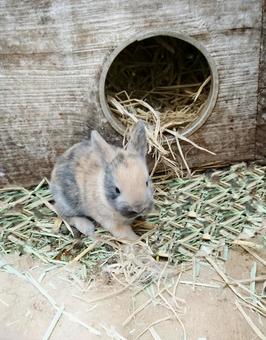 うさぎの赤ちゃん うさぎの赤ちゃんの写真