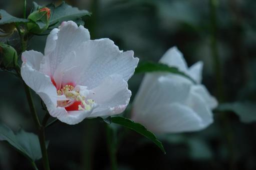 一朵類似芙蓉的花, JPG 一朵類似芙蓉的花, 玫瑰沙龍, 木槿, 木槿花, JPG