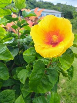 Hibiscus blooming on the roadside in Ishigaki Island, Okinawa Prefecture, JPG