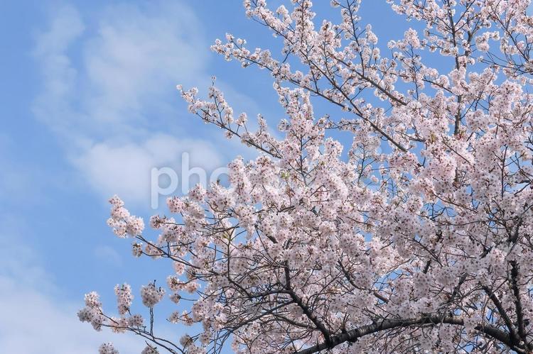 桜の開花イメージ 桜,満開,桃色の写真素材