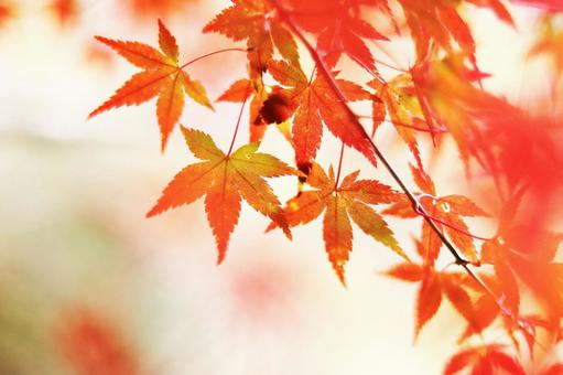 秋の陽に輝く紅葉 秋の陽に輝く紅葉の写真