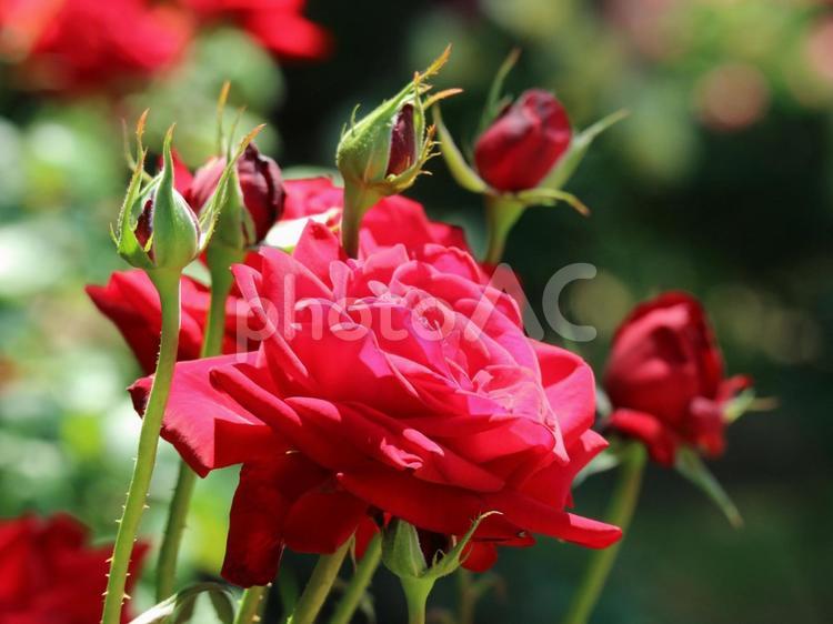 真っ赤な薔薇と蕾 薔薇,バラ,ばらの写真素材