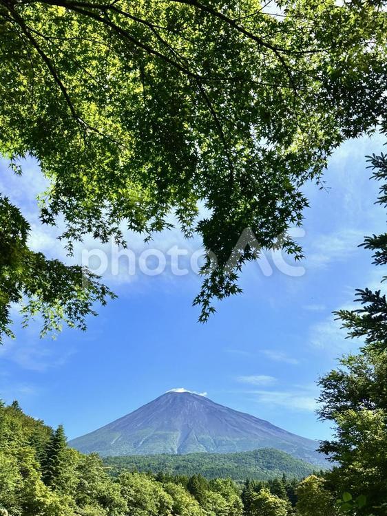 木々の向こうに見える富士山 富士山,初夏,木の写真素材