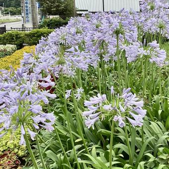 花★アガバンサス 花★アガバンサスの写真