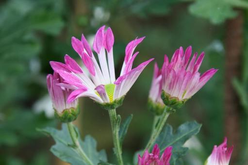 洋菊・マム 洋菊・マム クローズアップ,ようぎく,花の写真素材