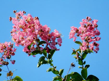 【花の写真】百日紅の花 【花の写真】百日紅の花の写真