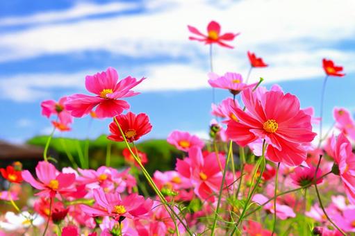 爽やかな秋晴れと満開のコスモスの花 爽やかな秋晴れと満開のコスモスの花 植物,花,コスモスの写真素材