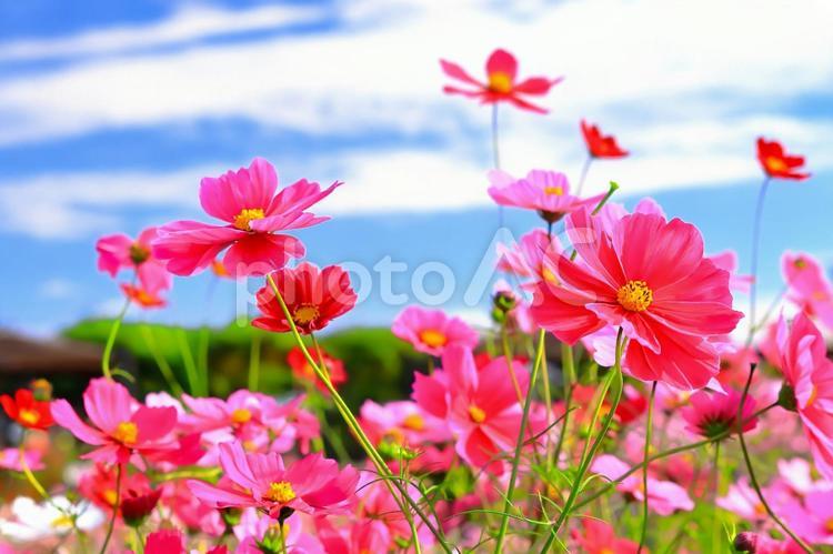 爽やかな秋晴れと満開のコスモスの花 植物,花,コスモスの写真素材