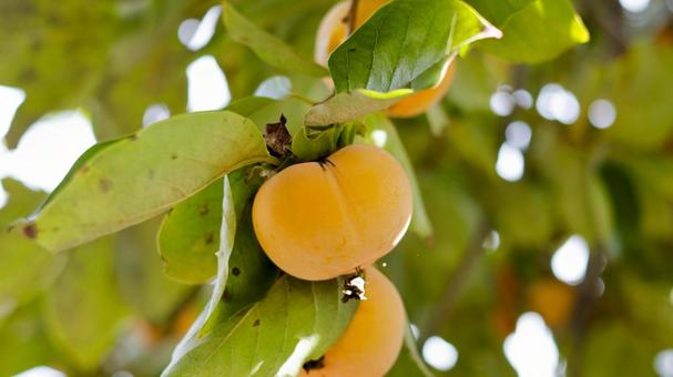 【果物の写真】柿の実 柿,実り,果物の写真素材