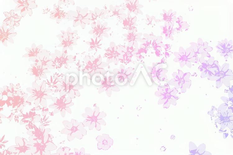 ピンクと紫の花のテクスチャ背景 背景,花,素材の写真素材