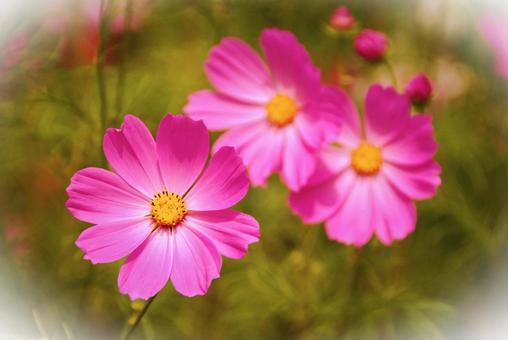 ピンクの花 ピンクの花の写真