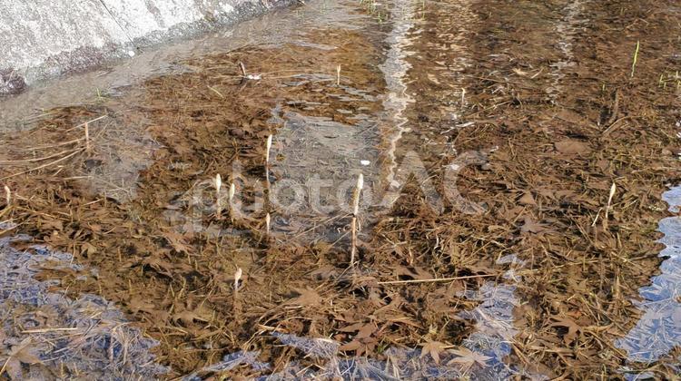 川の中のツクシ つくし,ツクシ,川の写真素材
