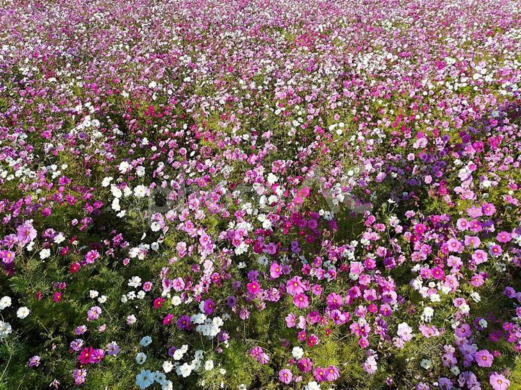 秋桜(コスモス)畑/cosmos 秋桜,コスモス,cosmosの写真素材