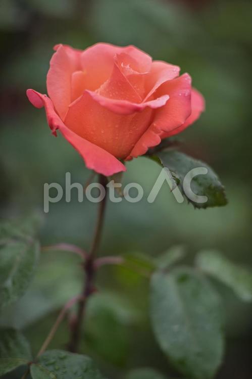 バラの開花 バラ,薔薇,バラの花の写真素材