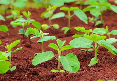 Photo, field, soil, close-up, 