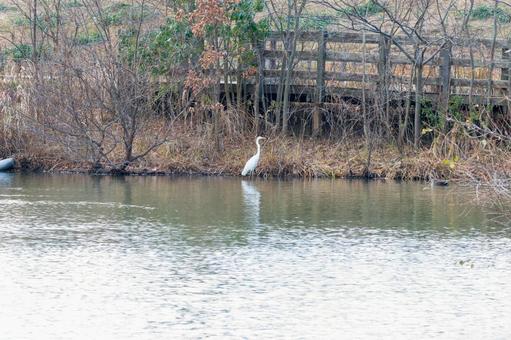 水辺に佇む白鷺の静かな瞬間 水辺に佇む白鷺の静かな瞬間の写真
