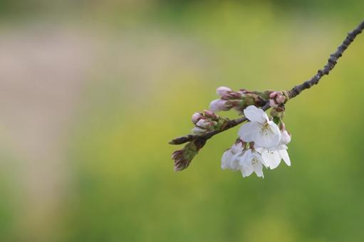 桜 桜の写真