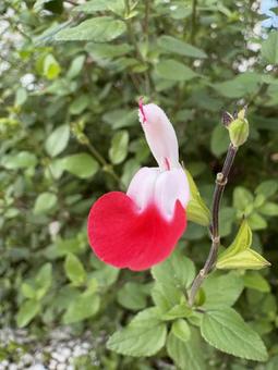 チェリーセージ・ホットリップス 04 チェリーセージ,ホットリップス,花の写真素材