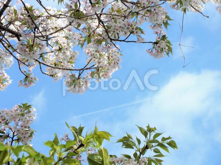 桜の花と遥かに飛行機雲 桜,ソメイヨシノ,満開の写真素材