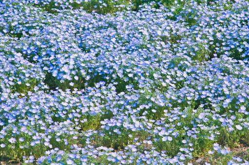 ネモフィラの花畑 ネモフィラの花畑の写真