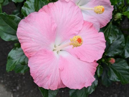 ピンクの美しいハイビスカスの写真