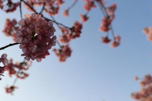 Photo, kawazu cherry tree, cherry blossoms, sakura, 