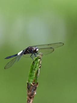 Black and white dragonfly green background, JPG Black and white dragonfly green background, JPG