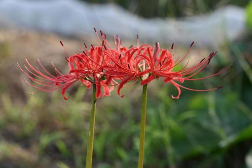 近所の畑の横に咲いた彼岸花の写真