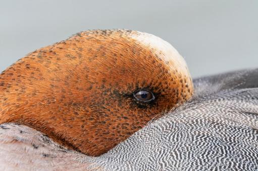 眠るように羽に顔をうずめるヒドリガモ ヒドリガモ,鳥,野鳥の写真素材