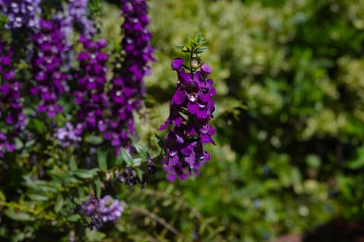 アンゲロニアの花 アンゲロニア,花,壁紙の写真素材