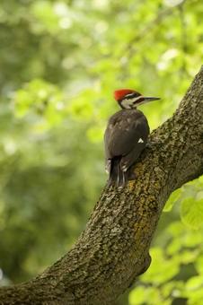Crested Woodpecker, JPG Crested Woodpecker, JPG