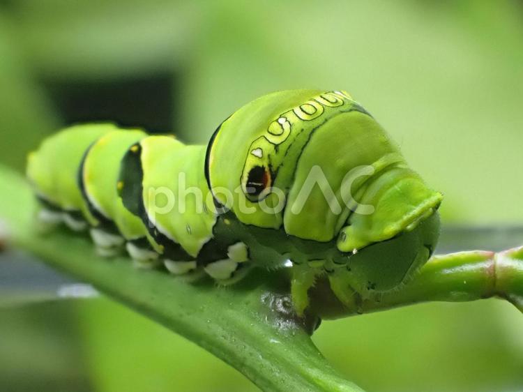 アゲハ蝶の幼虫 アゲハ蝶,幼虫,緑の写真素材