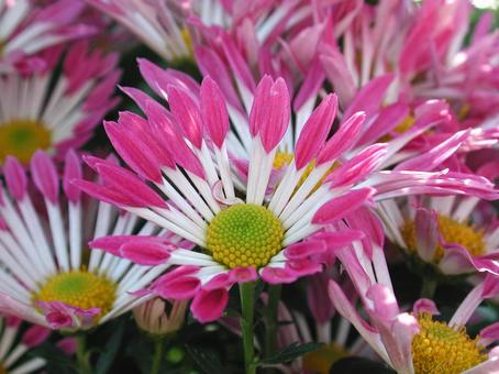 洋菊・マム 洋菊・マムの写真