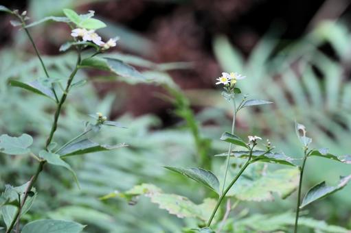 野草 野草の写真