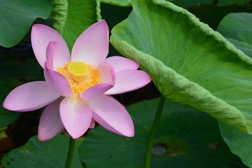 Pink lotus flower, JPG