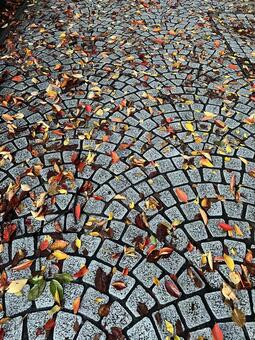 落ち葉の舗道 落ち葉,雨上がり,屋外の写真素材