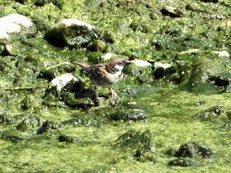 水辺に降りたスズメ 水辺に降りたスズメの写真