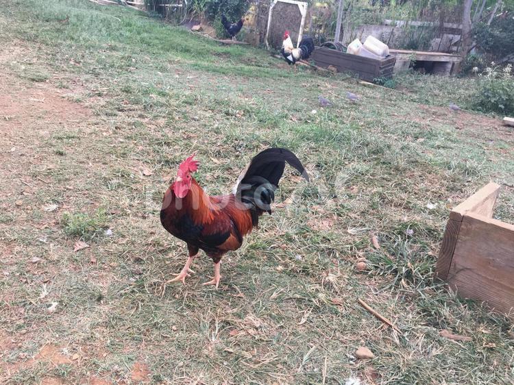 農場の放し飼いされている鶏 鶏,ニワトリ,鳥の写真素材