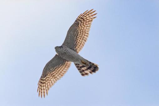 翼が透けるハイタカの幼鳥 ハイタカ,鷂,タカの写真素材