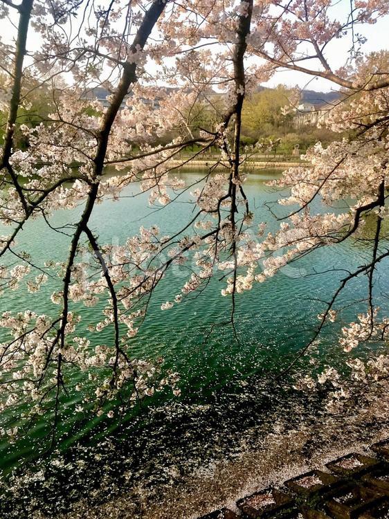 公園の桜 桜,春,公園の写真素材