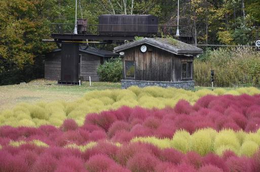小屋とコキア コキア,北海道,秋の写真素材