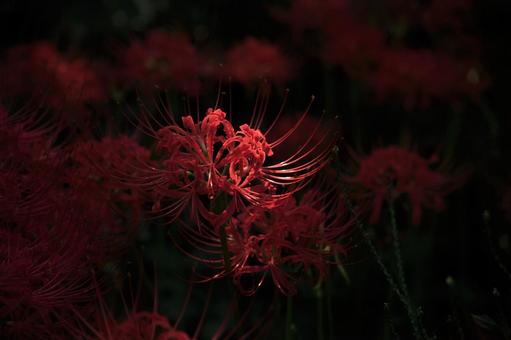 Photo, red, zhu, flower, 