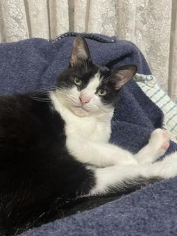 くつろぐ猫 ねこ,ネコ,ペットの写真素材